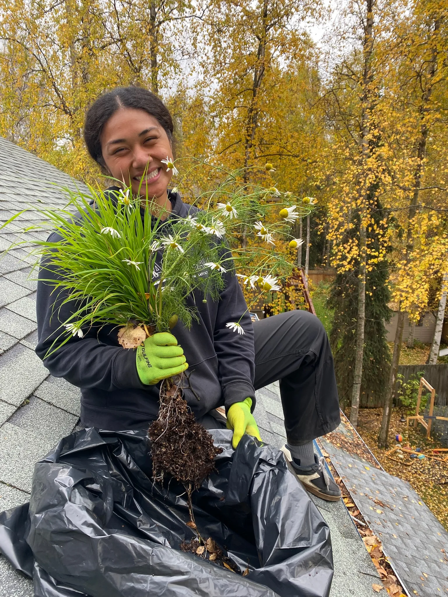 Moss Treatment & Removal